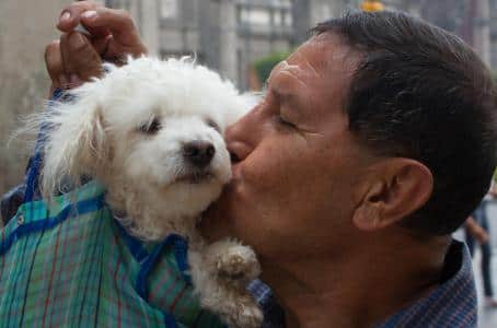 La tienda que, además de vender perros, promueve la adopción